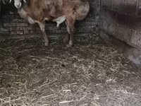 Kambing jantan, Sheep — foto 1