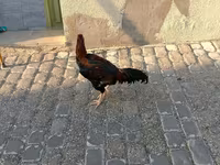 Chickens — عکس 4
