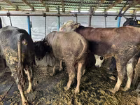 Toro, Simmental cattle — foto 7