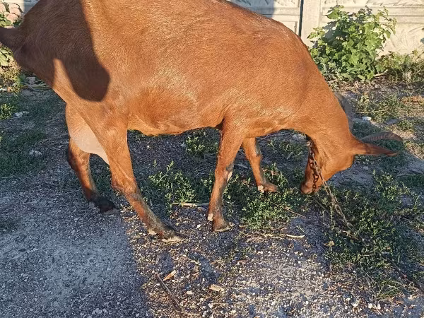 بز ماده, Alpine goat