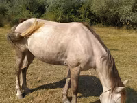 Hoppe, Azerbaijan horse — foto 1