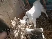 ፍየል, Goats — ፎቶ 6