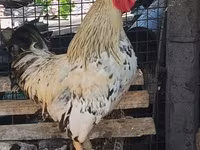 Chickens — լուսանկար 2