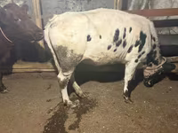 গাভী, Russian Black pied cattle — ছবি 2