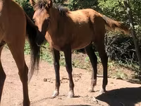 Kuda betina, Horses — foto 1