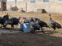 Turkeys — 사진 1