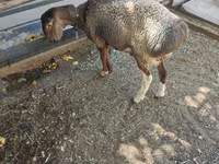 Vædder, Hissar sheep — foto 2