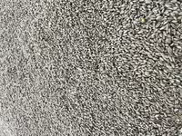 озимую пшеницу 5 класса — foto 2