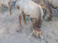 قوچ, Hissar sheep — عکس 1
