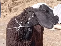 Ovan, Edilbay sheep — fotografija 4