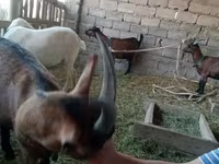 雌ヤギ, Alpine goat — 写真 5