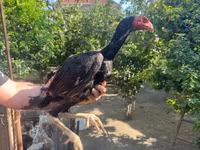 Chickens — foto 3