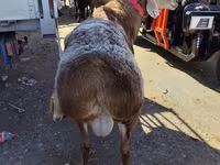 Widder, Arashan sheep — Foto 3