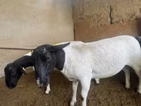 میش, Dorper sheep — عکس 2