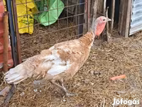 Turkeys — zdjęcie 1