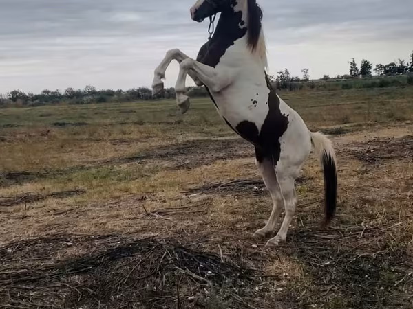 Horse (M), American paint horse — Azerbaijan