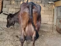 গাভী, বন্য ইয়াক — ছবি 4