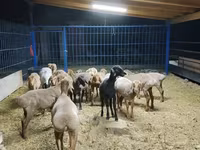 แกะตัวเมีย, Katum sheep — รูปภาพ 1