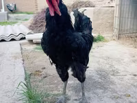Chickens — Foto 2