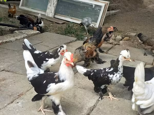 Bantam giapponese