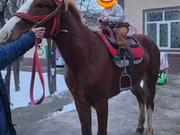 Kuda jantan, Horses — foto 2