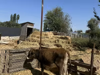 گاو ماده, گاو — عکس 5