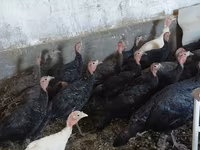Turkeys — عکس 1