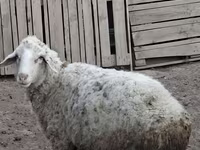 Domba jantan, Sheep — foto 1