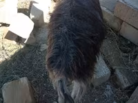 Kambing betina, Goats — foto 1