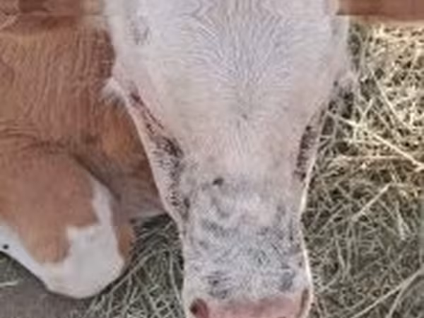 Lo’ (xirmo, jins lama sheegin), Simmental cattle