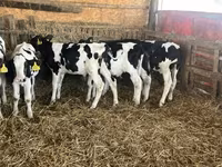 Tyre, Russian Black pied cattle — foto 2