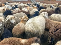 Вівця, Katum sheep — фото 3