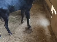 بز ماده, Alpine goat — عکس 1