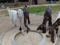 بز ماده, Nubian Goat — عکس 4