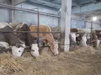 گاو ماده, Swiss cattle — عکس 3