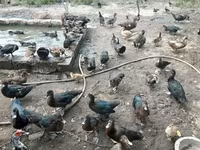 Ducks — عکس 6