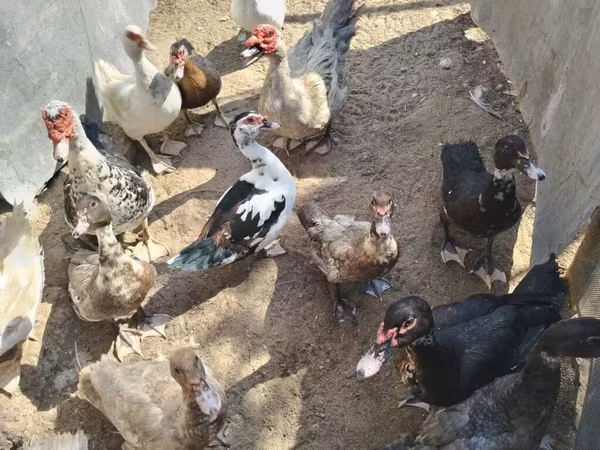Ducks