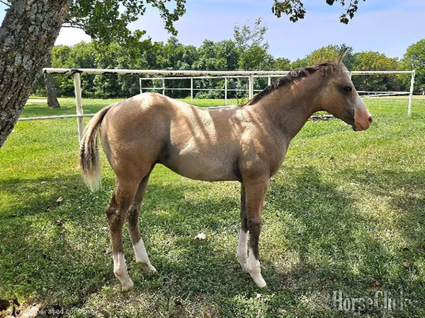 حصان, Quarter Horse