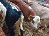 Tyre, Simmental cattle — foto 3