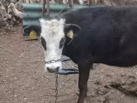 วัวตัวเมีย, Russian Black pied cattle — รูปภาพ 1