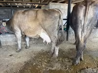 Krowa, Swiss cattle — zdjęcie 8