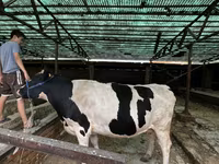 Mucca, Razza Holstein — foto 1