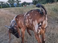 Ziegenbock, Nubian Goat — Foto 4