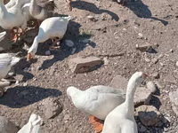 लिंडा — फ़ोटो 2