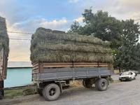 Сено в тюках - Тип: травяное сено в прямоугольных тюках, прессованное — foto 3