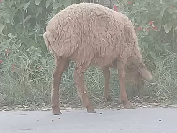Cừu cái, Cừu