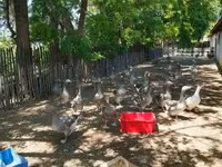 Geese — акс 6
