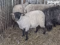 Schaap, Ile-de-France sheep — foto 4