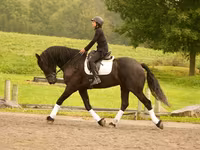 Hingst, Friesian — foto 5