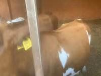 암소, Swiss cattle — 사진 3